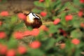 African jacana Royalty Free Stock Photo