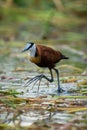 African jacana crosses floating waterlilies lifting foot Royalty Free Stock Photo