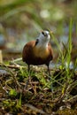 African jacana eats frog in backlit grass Royalty Free Stock Photo