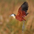 African Jacana in flight