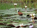 African jacana or Jesus bird walking over water Royalty Free Stock Photo