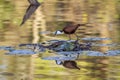 African jacana in Kruger National park, South Africa