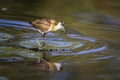 African jacana in Kruger National park, South Africa