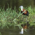 African jacana in Kruger National park, South Africa