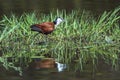 African jacana in Kruger National park, South Africa