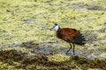 African jacana in Kruger National park, South Africa