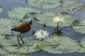 African jacana in Kruger National park, South Africa