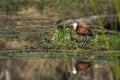 African jacana in Kruger National park, South Africa