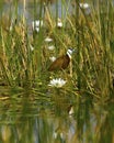 Lookout Fish Jacana after you in the water lilies Royalty Free Stock Photo