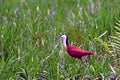 African jacana, Mabamba Bay, Uganda Royalty Free Stock Photo