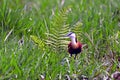 African jacana, Mabamba Bay, Uganda Royalty Free Stock Photo