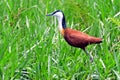 African jacana, Mabamba Bay, Uganda Royalty Free Stock Photo