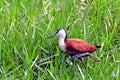 African jacana, Mabamba Bay, Uganda Royalty Free Stock Photo