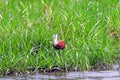 African jacana, Mabamba Bay, Uganda Royalty Free Stock Photo