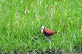 African jacana, Mabamba Bay, Uganda Royalty Free Stock Photo