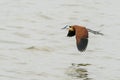 African Jacana in mid flight