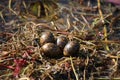 African Jacana Nest with Eggs in Okavango Delta, Botswana
