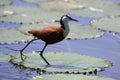 African jacana plod along on water plants chasing insects to eat