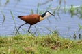 African jacana plod along on water plants chasing small insects Royalty Free Stock Photo