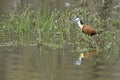 African Jacana in a pond, side view