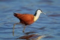 African jacana in shallow water