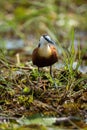 African jacana turns head in backlit grass Royalty Free Stock Photo