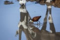 African jacana in Kgalagadi transfrontier park, South Africa