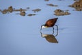 African jacana in Kgalagadi transfrontier park, South Africa