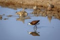 African jacana in Kgalagadi transfrontier park, South Africa