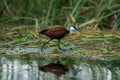 African jacana walks across waterlilies in river Royalty Free Stock Photo