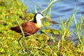 African jacana in Chobe national park Royalty Free Stock Photo