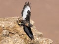 African Jackal Buzzard flying past cliff face Royalty Free Stock Photo