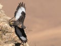 African Jackal Buzzard flying past rock face Royalty Free Stock Photo