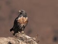 African Jackal Buzzard perched on a rock looking to the side Royalty Free Stock Photo