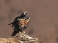 African Jackal Buzzard perched on a rock looking at you Royalty Free Stock Photo