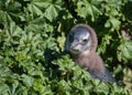 African Penguin chick Royalty Free Stock Photo