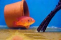 African cichlid jewelfish - (Hemichromis bimaculatus) Royalty Free Stock Photo