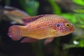 African jewelfish (Hemichromis bimaculatus). Royalty Free Stock Photo