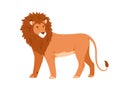 African jungle lion going. Male leo with shaggy hairy head, mane walking, looking serious. Wild feline animal, wildcat