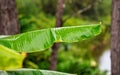 African jungle plants leaves wet from rain, closeup detail, blurred rainforest background