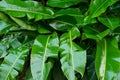 African jungle plants lush green leaves wet from rain, closeup detail Royalty Free Stock Photo