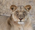 African Kalahari Lioness