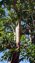 African kigelia tree, also know as saussage tree Royalty Free Stock Photo