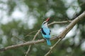 African Kingfisher