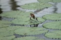 African Kingfisher