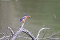 African Kingfisher