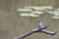 African Kingfisher perched