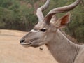 African Kudu