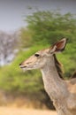 African Kudu Antelope - Blur of Bush