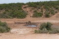 African kudu antelopes and warthog near the waterhole drinking on hot day